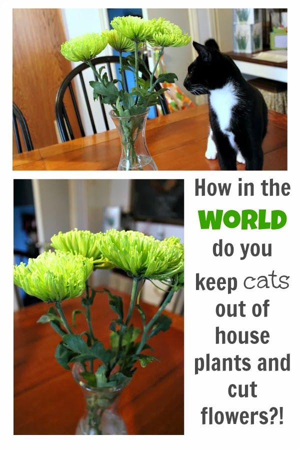 How To Keep Cats Away From Plants Indoors