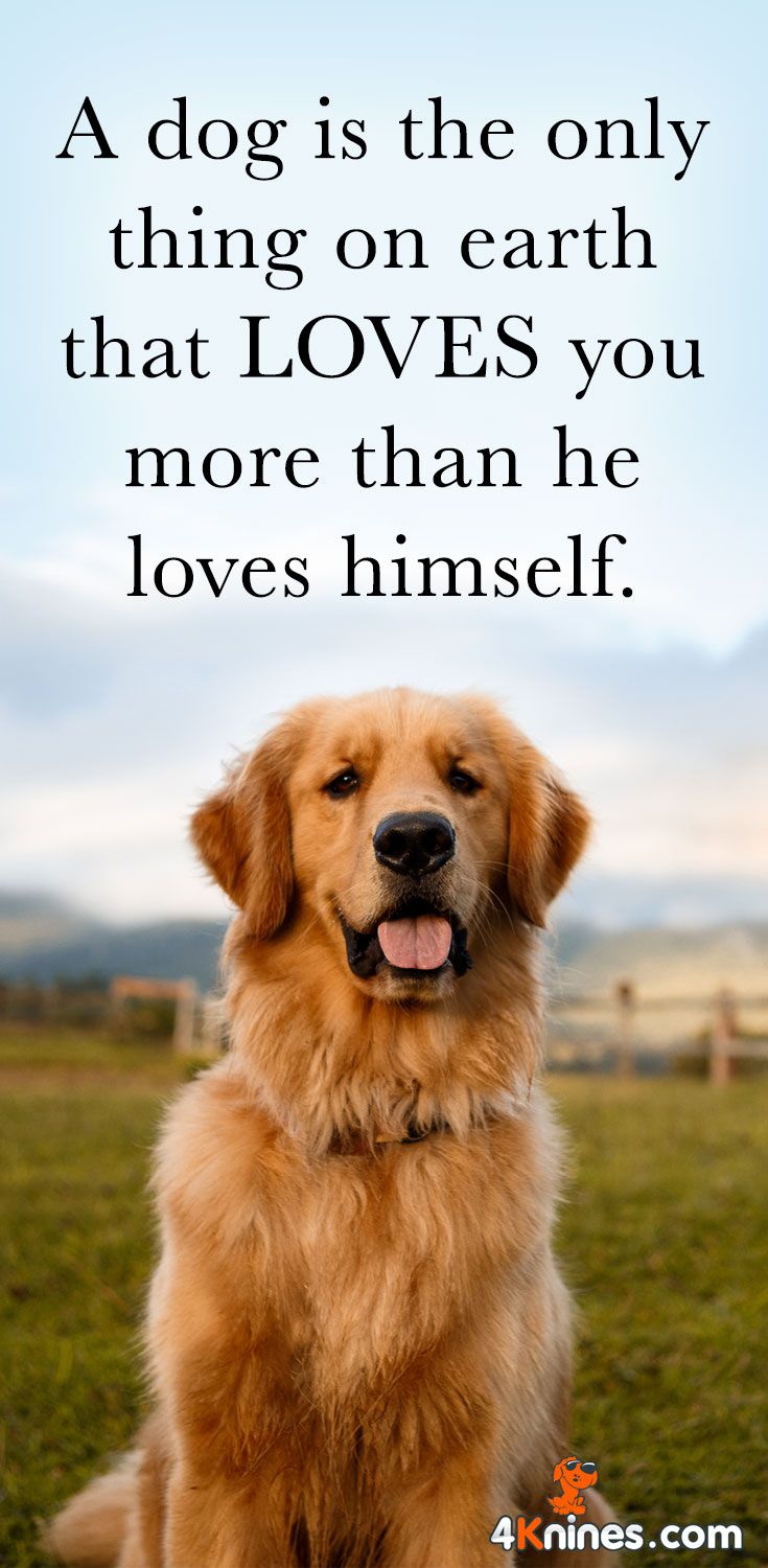 Is A Dog Love Unconditional
