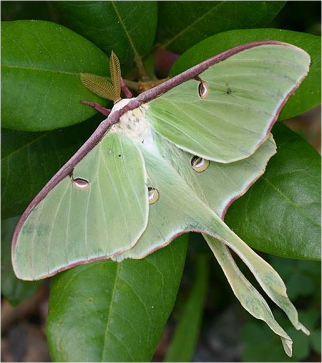 Meaning Of A Luna Moth Visit