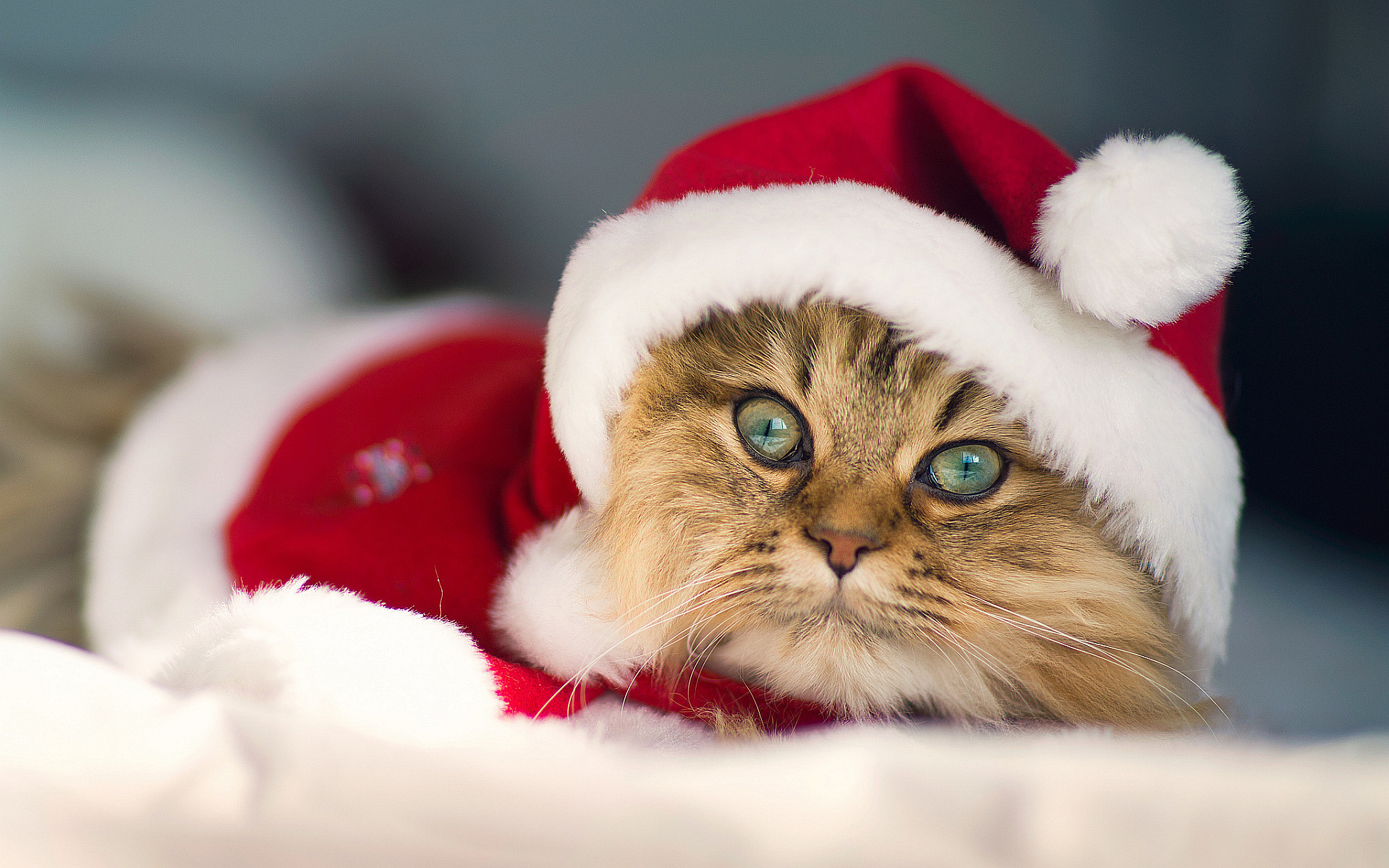 Merry Christmas Images Cat