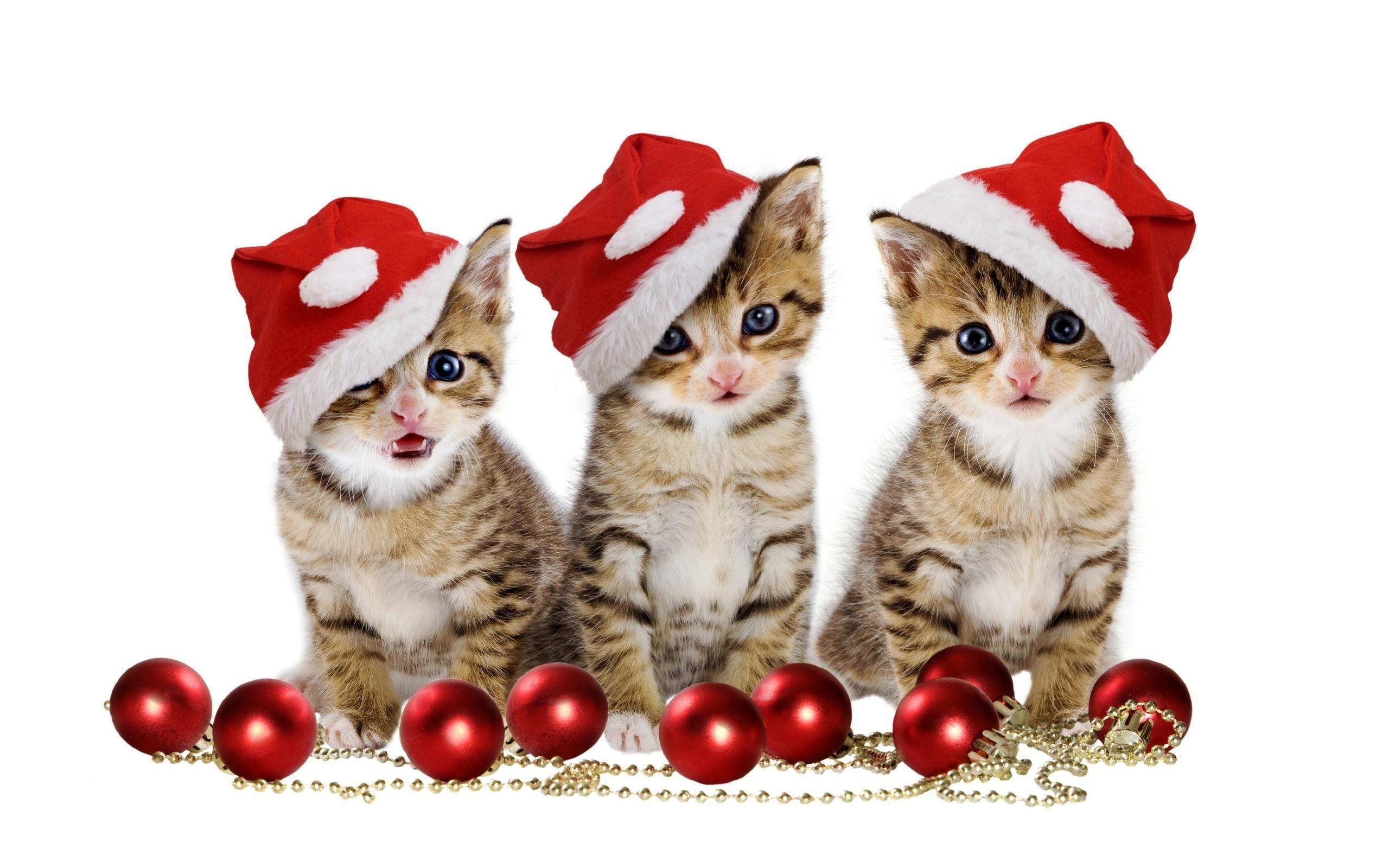 Merry Christmas Kitten Images
