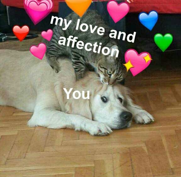 My Love For You Memes