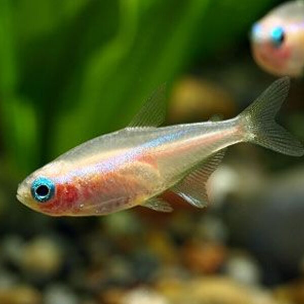 Neon Tetra Eyes Popping Out