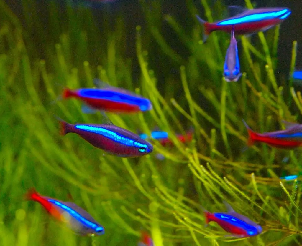 Neon Tetra Jumping Out Of Tank