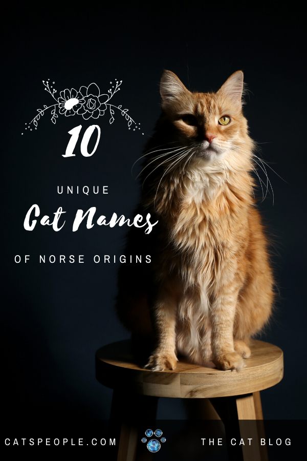 Norse Names For Male Cats
