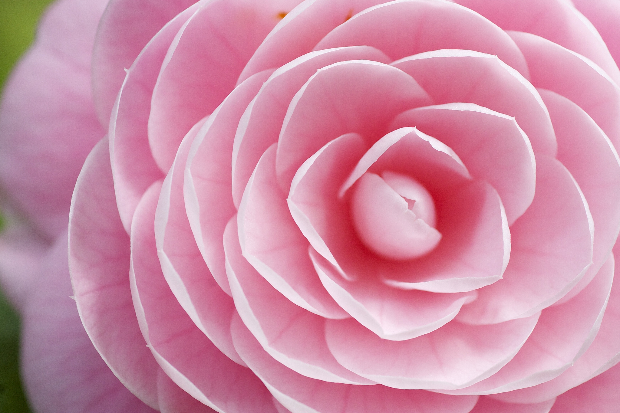 Pink Wallpaper Flower