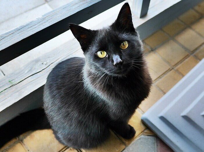 Pirate Female Black Cat Names