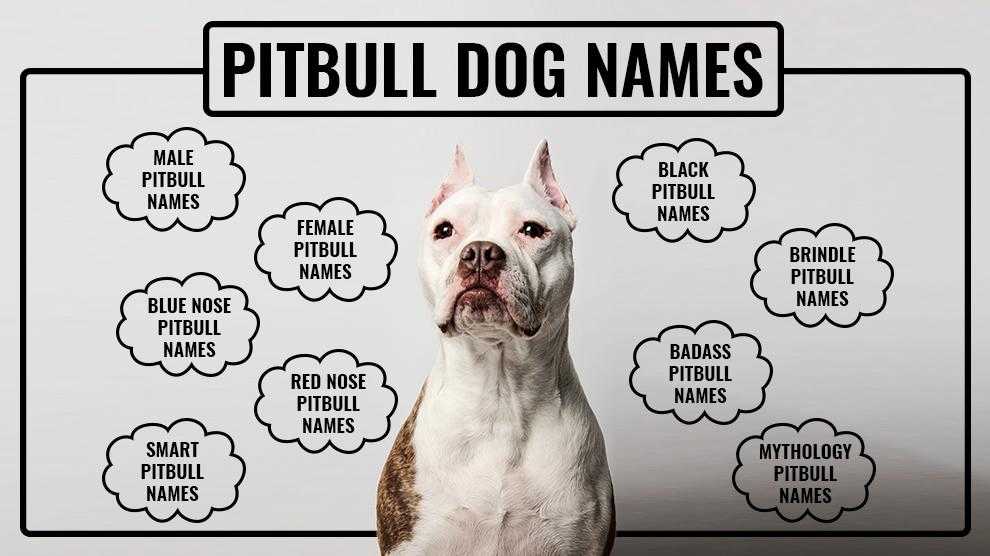Powerful Female Names For Dogs
