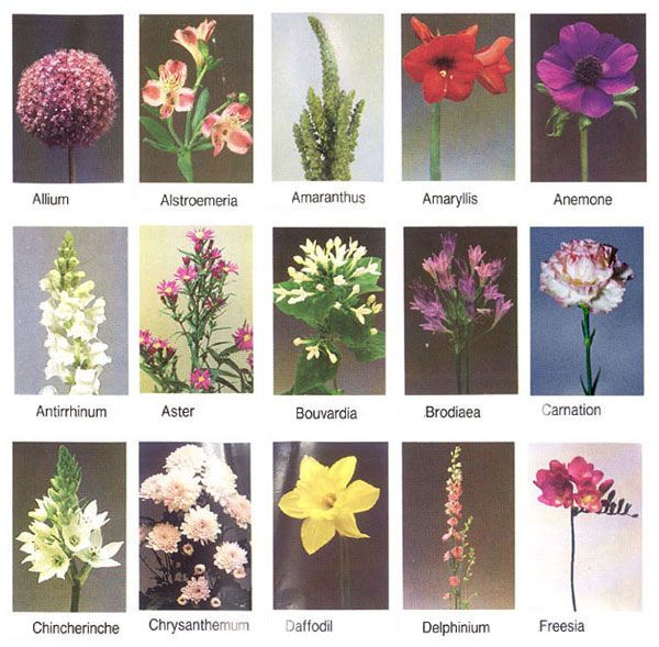 Pretty Flower Names