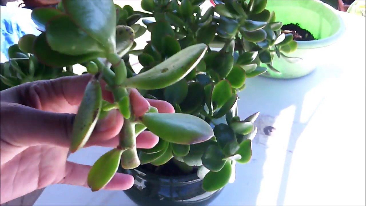 Pruning Jade Plant Video