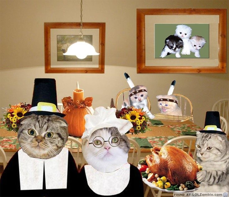 Thanksgiving Cat Pictures