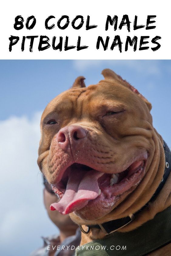 Tough Boy Pitbull Names