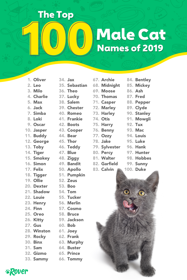 Trendy Boy Cat Names