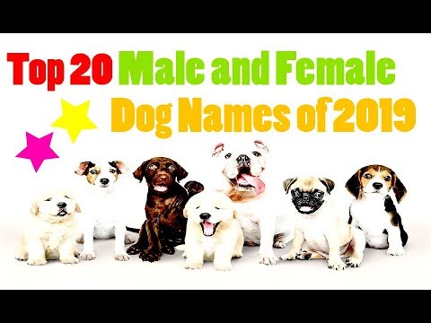 Unique Boy Puppy Names 2019