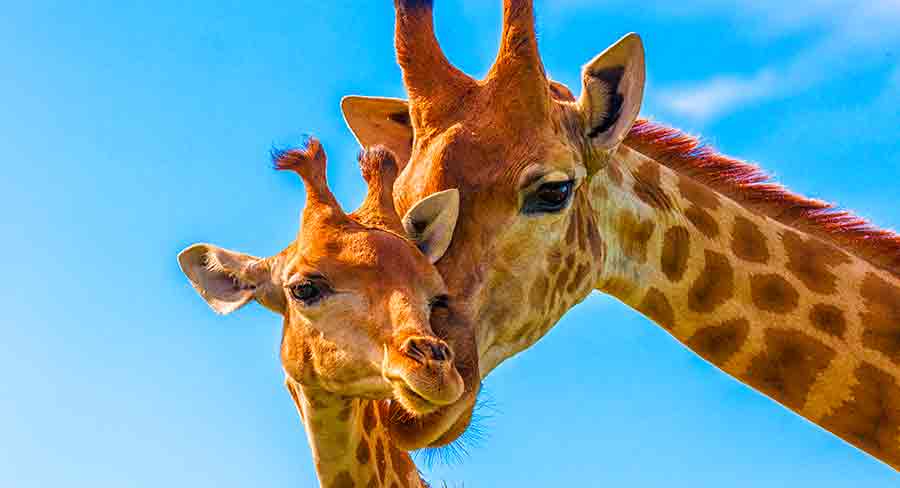 Unique Giraffe Names
