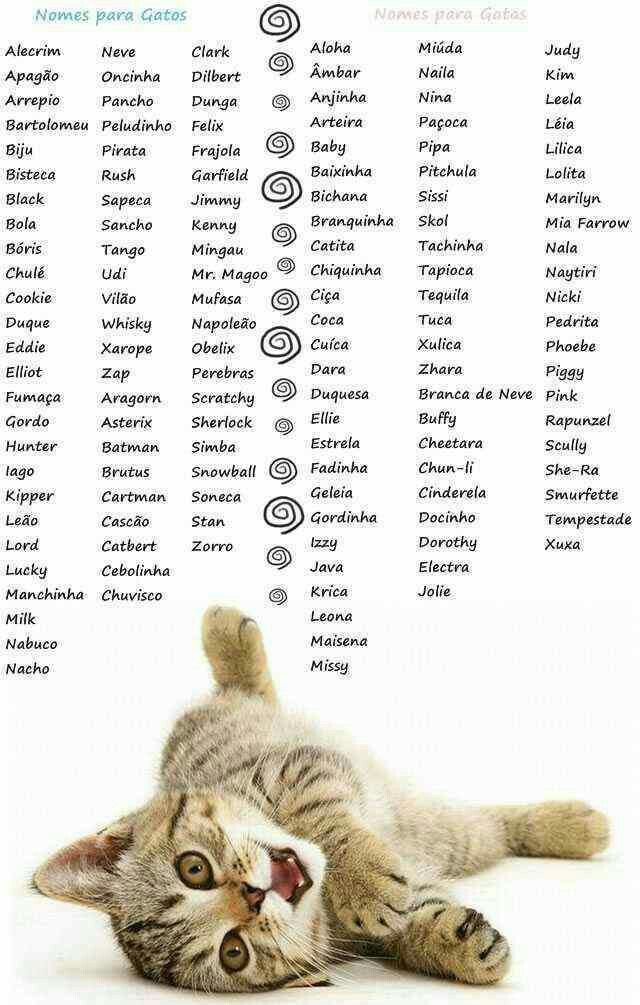 Unique Names For Boy Cat
