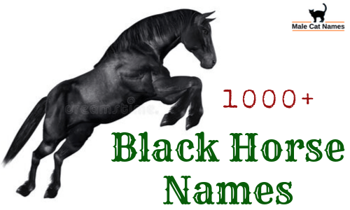 Warrior Names For Horses