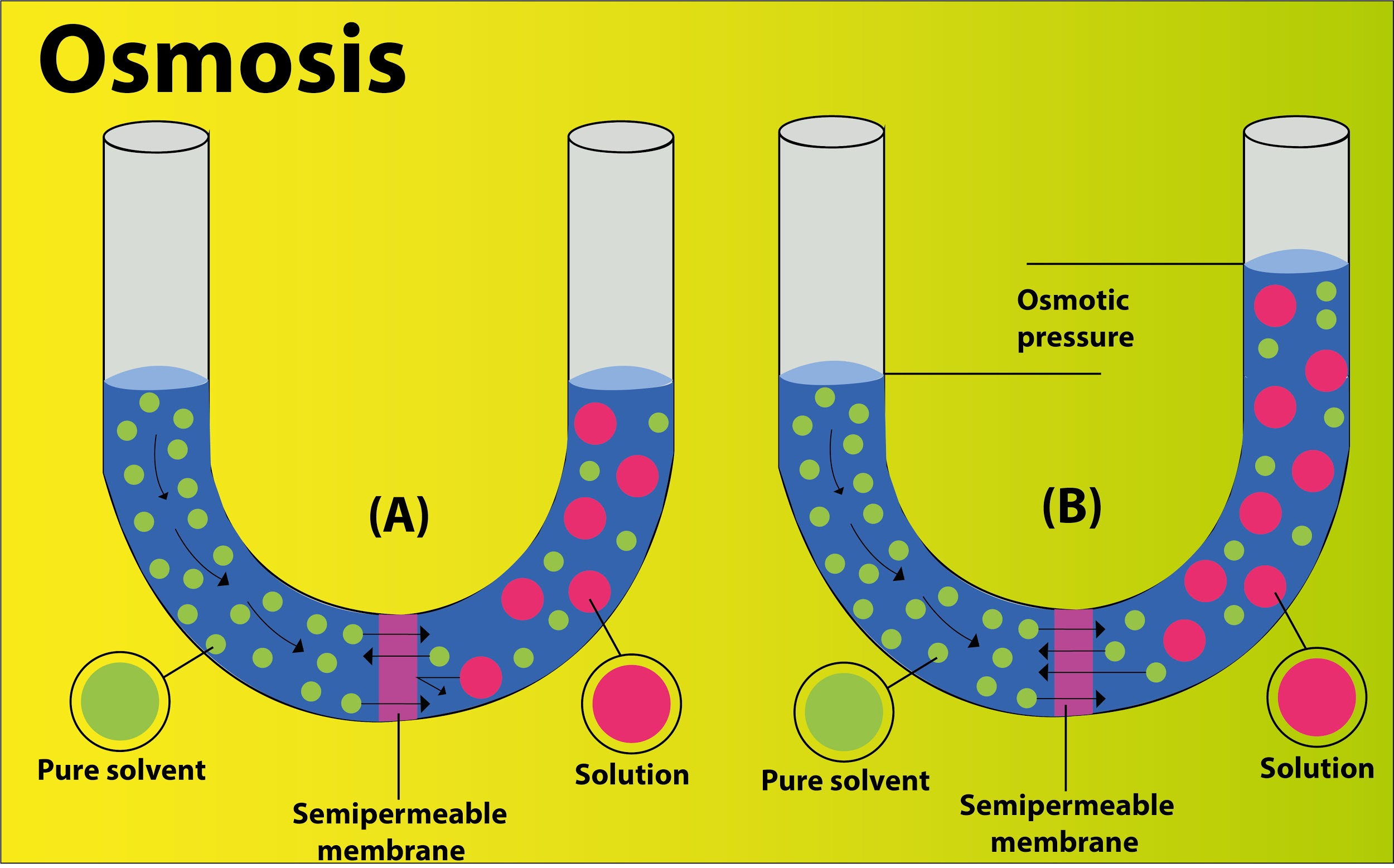 What Is Osmosis Example