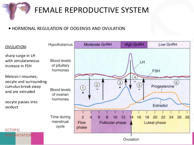 What Is Ovulation Induction