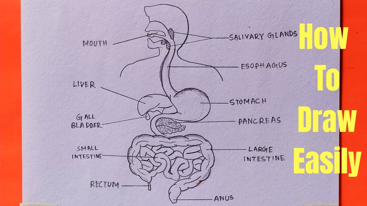 What Is The Digestive System Steps