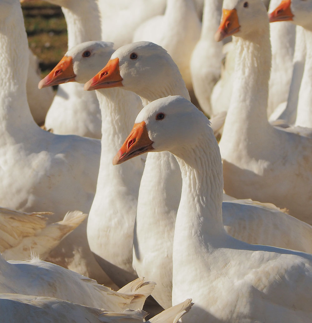 Where To Buy A Goose
