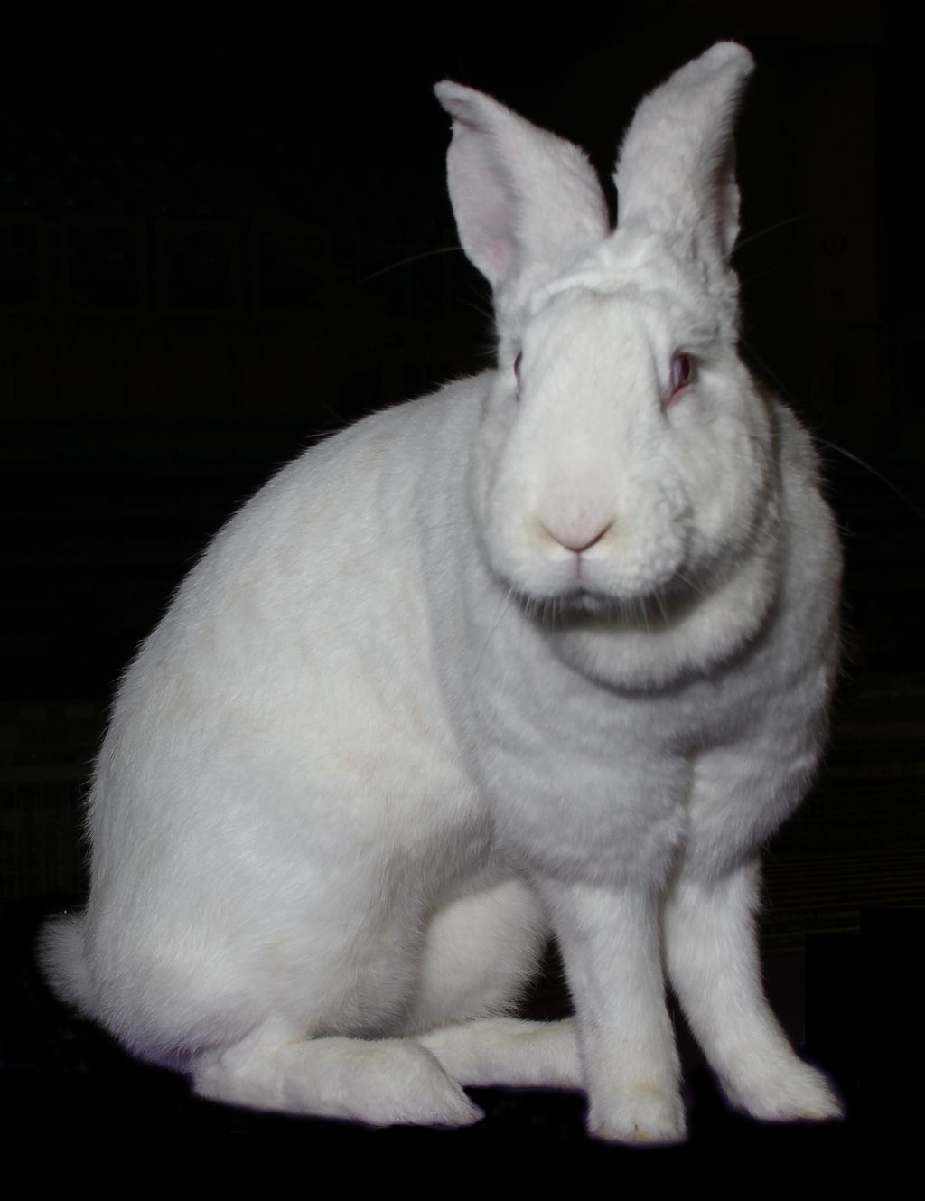 White Rabbit Bali