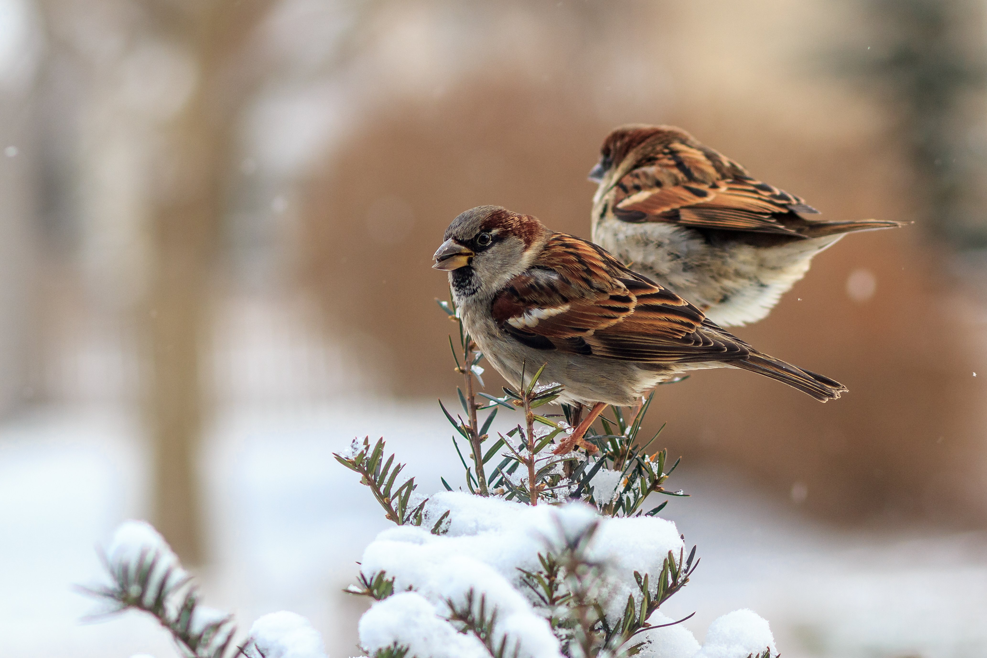 Winter Background Birds