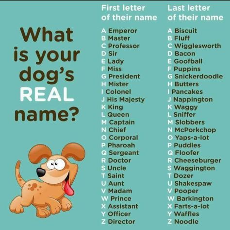 X Names For Dogs